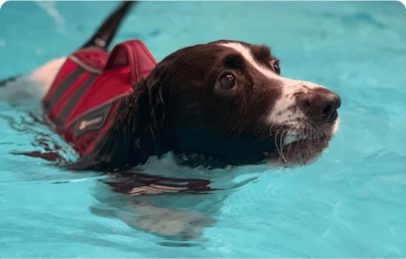 hydrotherapy our services