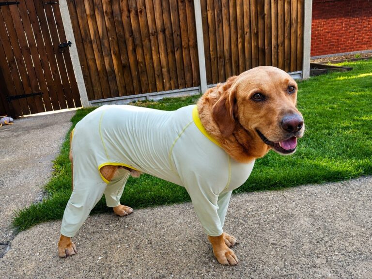 Lincoln the Labrador in his post-op recovery suit
